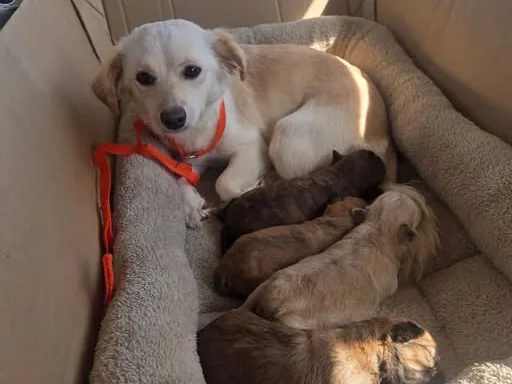 Mama Bella, a cream-colored dog, lying in a padded bed inside a cardboard carrier in an aircraft cabin while her four puppies nurse beside her